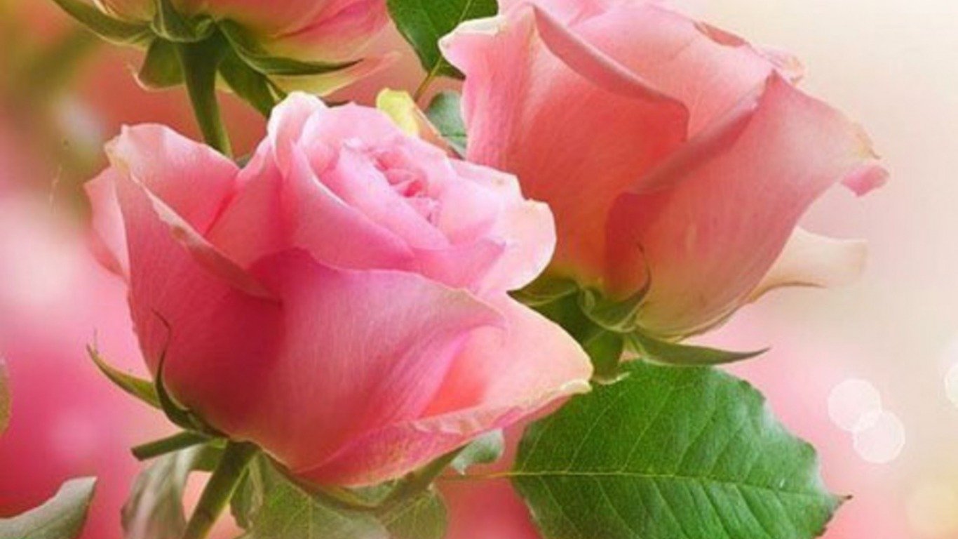 A close-up of delicate pink roses surrounded by vibrant green leaves, showcasing the beauty of nature and the elegance of these blooming flowers.