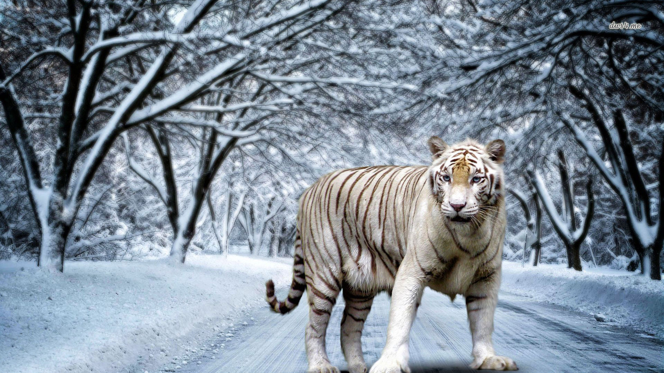 White Tiger Picture
