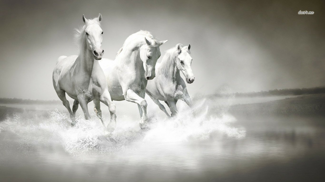 Three beautiful white horses gallop through water, creating splashes in a misty landscape. The image captures their grace and movement in a captivating monochrome setting.