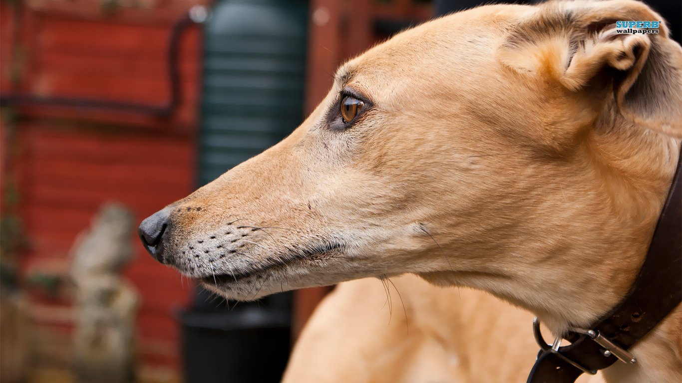 dog Animal greyhound Image