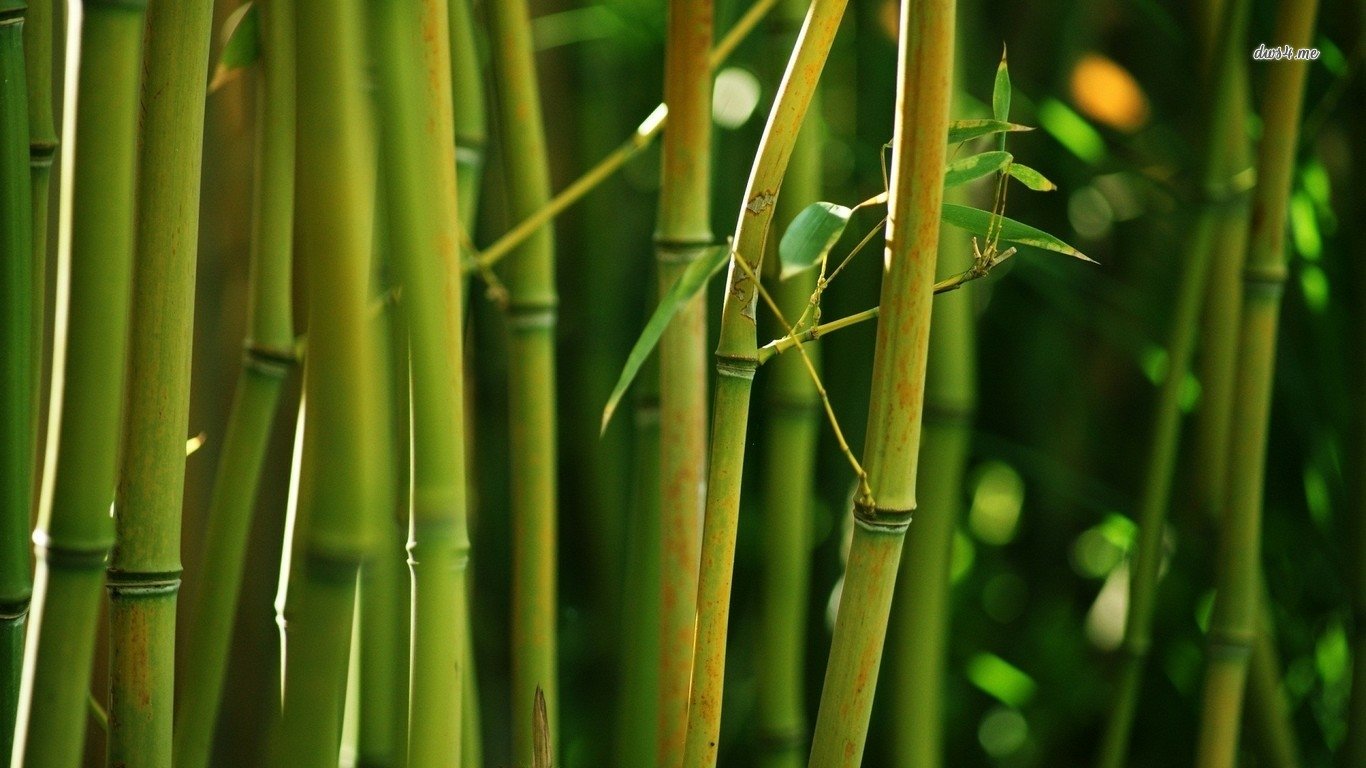 Sunlit nature scene of green bamboo stalks and narrow leaves, vertical culms highlighted by soft dappled light.