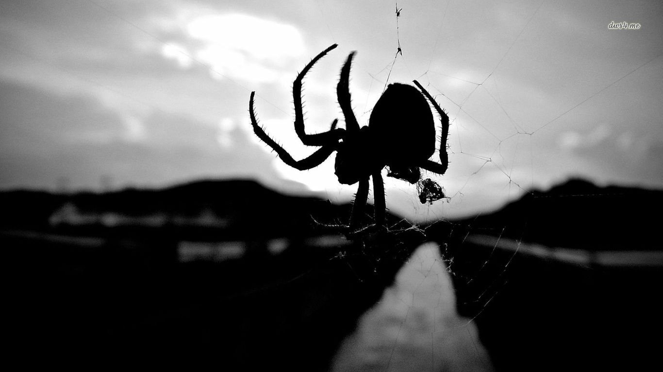 download-animal-spider-image