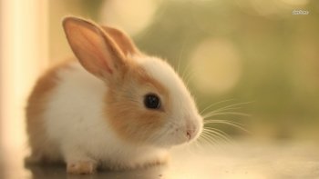 Preview Image 569818