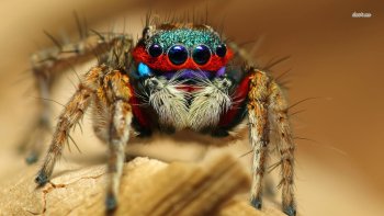 Preview Image 569986