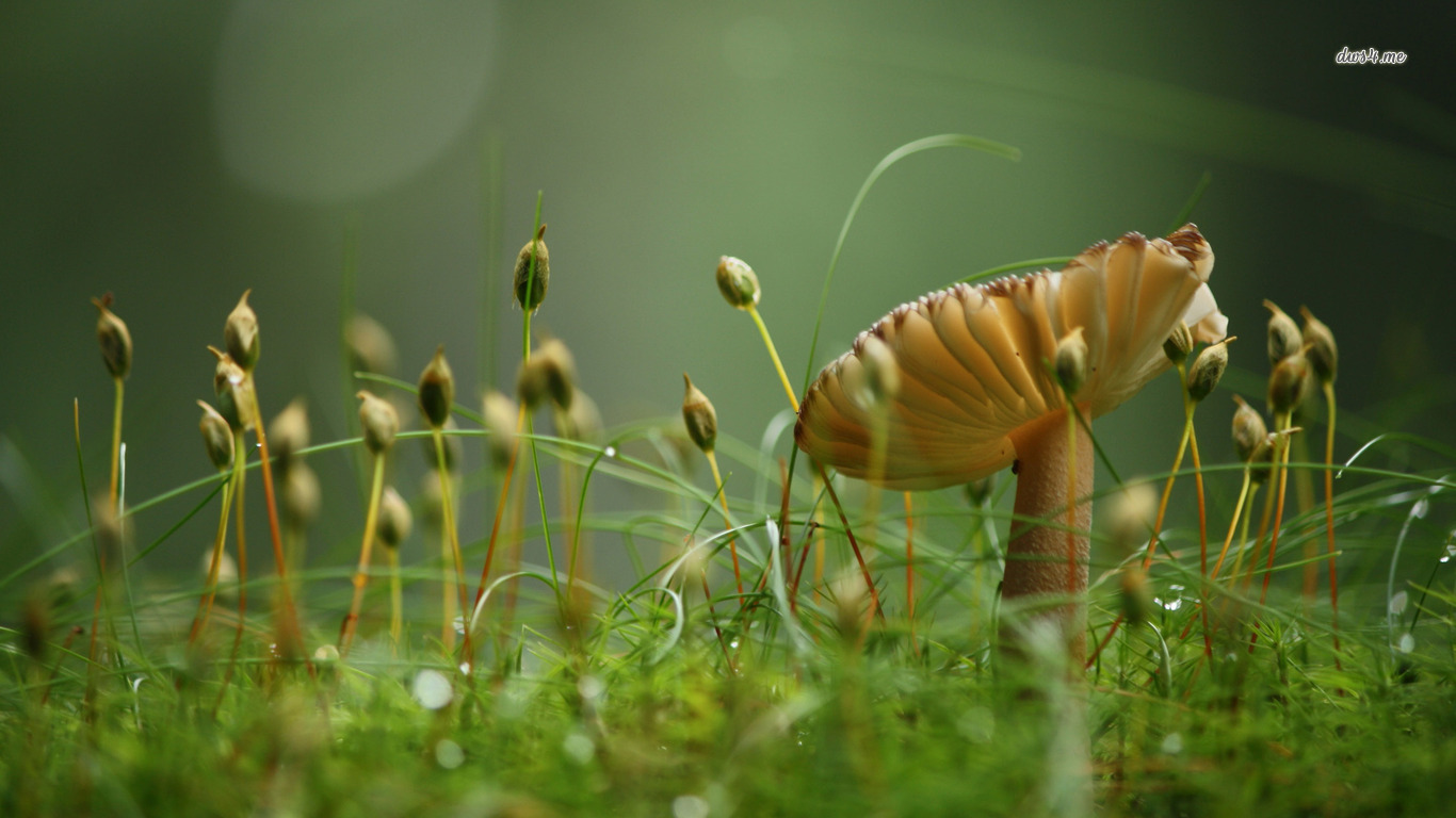 Mushroom Picture