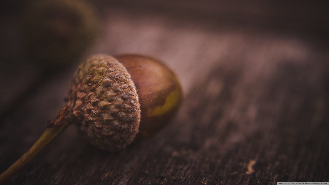 nature acorn Image