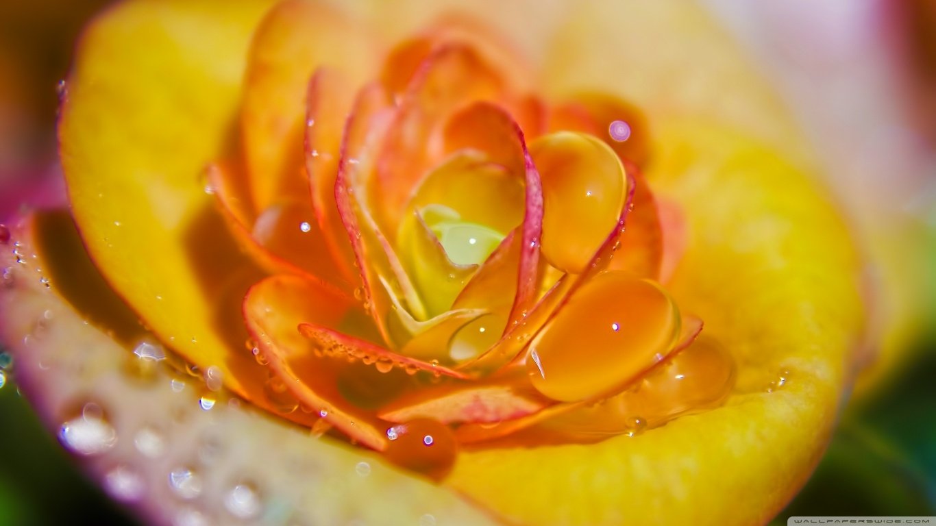 Download Nature Rose Image
