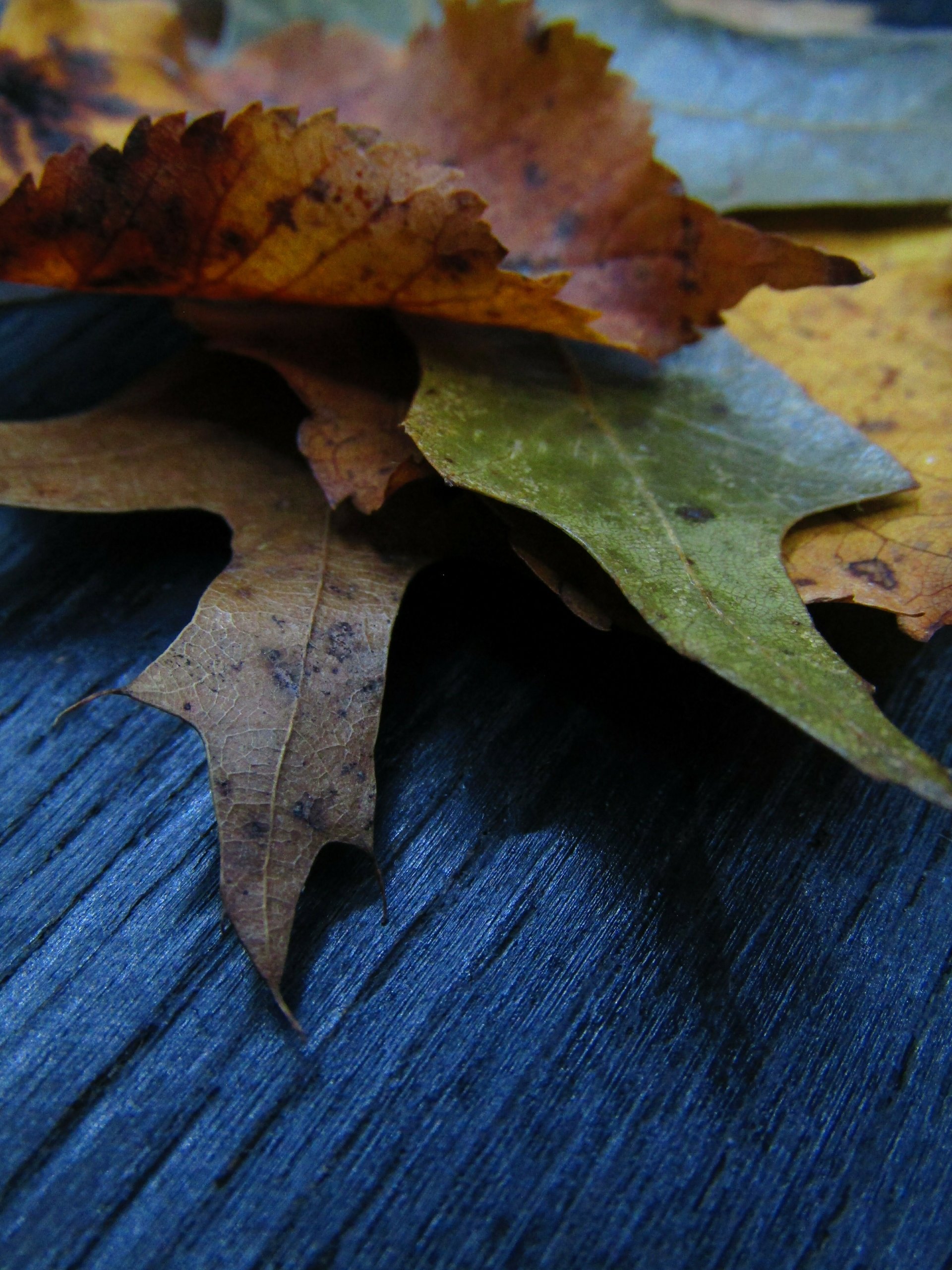 fall wood contrast plant nature seasonal Image