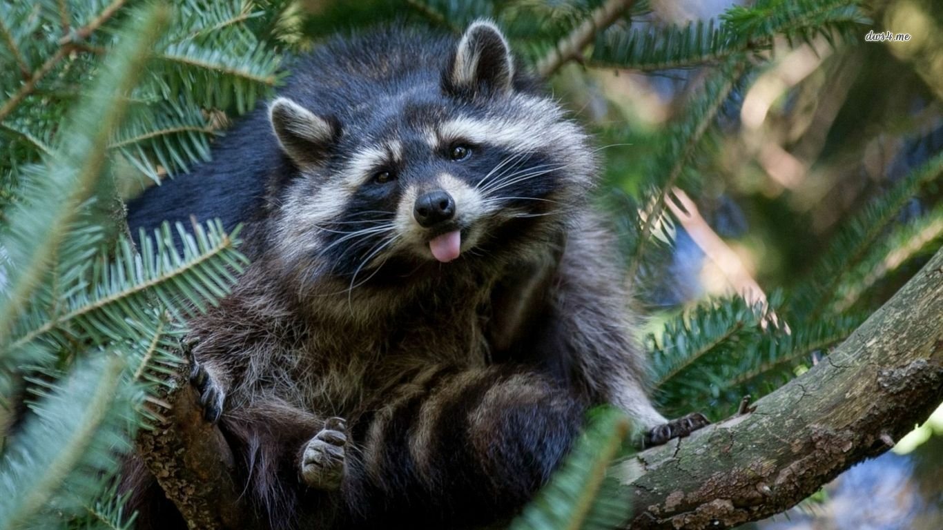 A raccoon perched on a tree branch with its tongue sticking out, surrounded by green foliage.