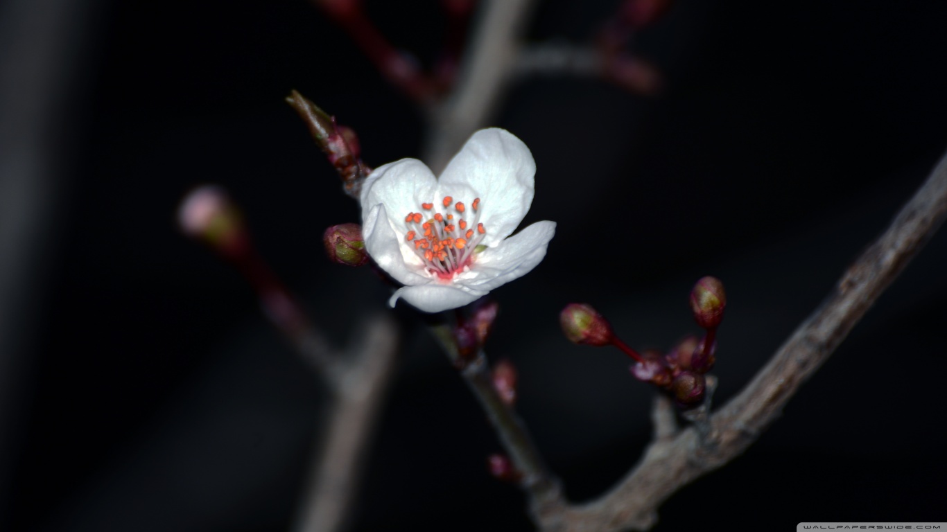 Blossom Picture