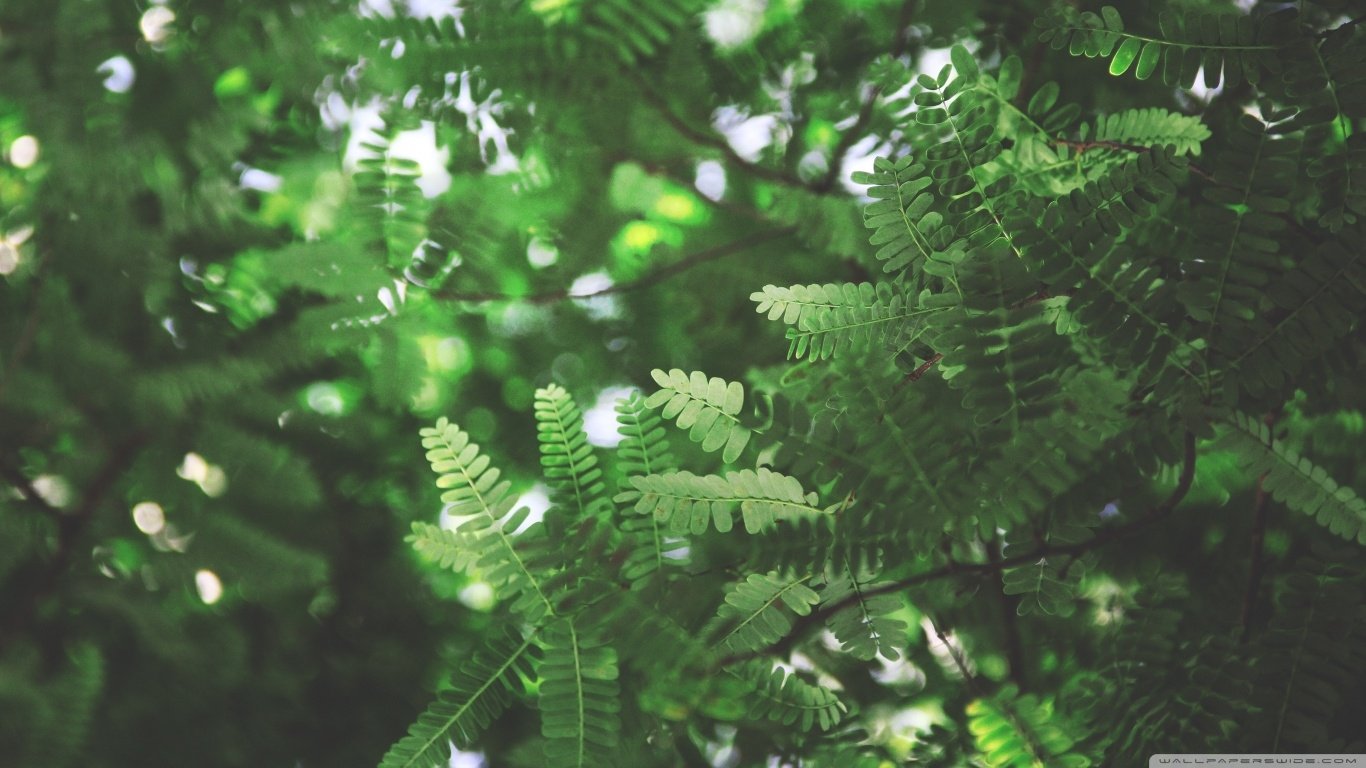 nature fern Image
