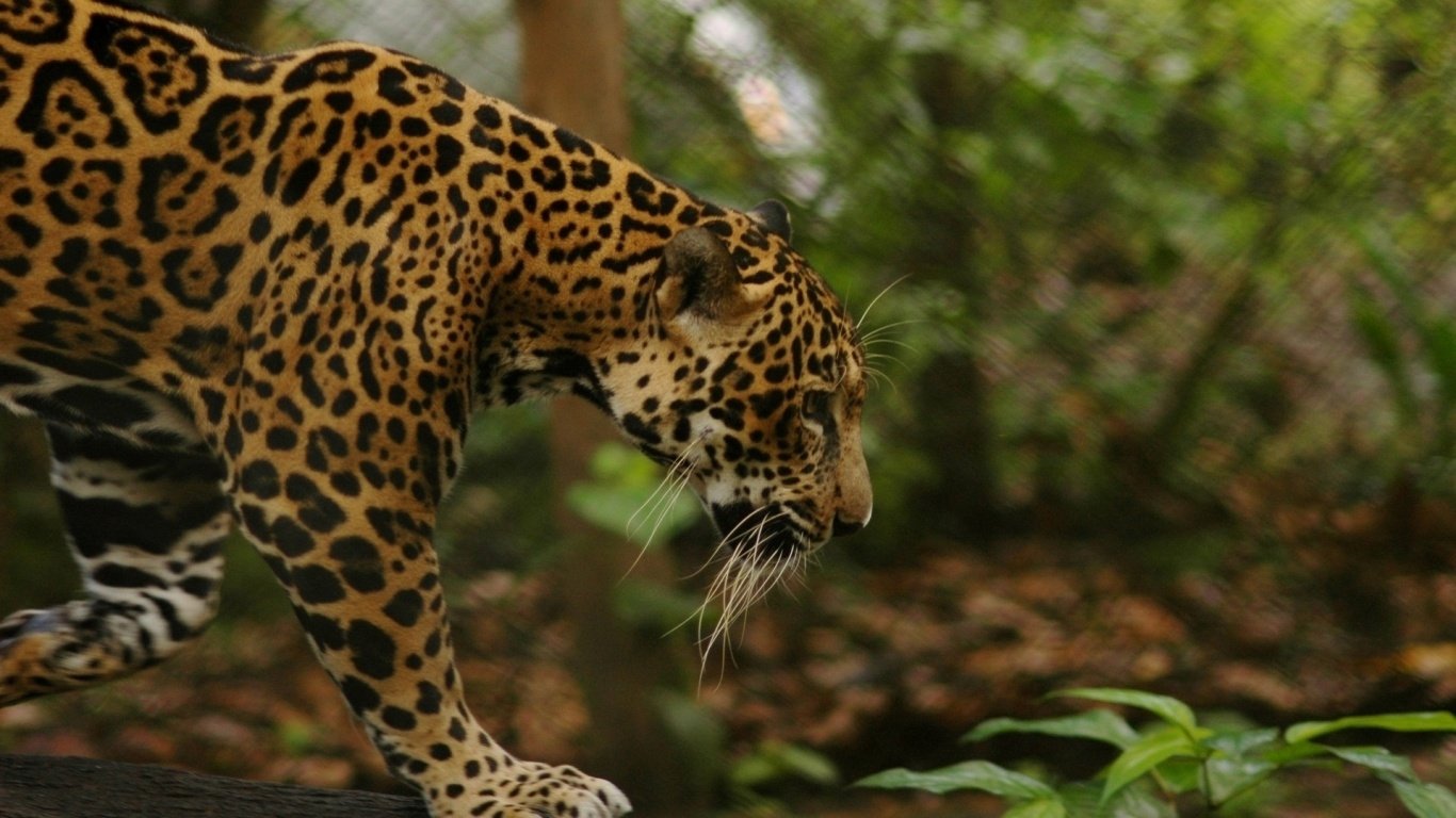panther Animal leopard Image