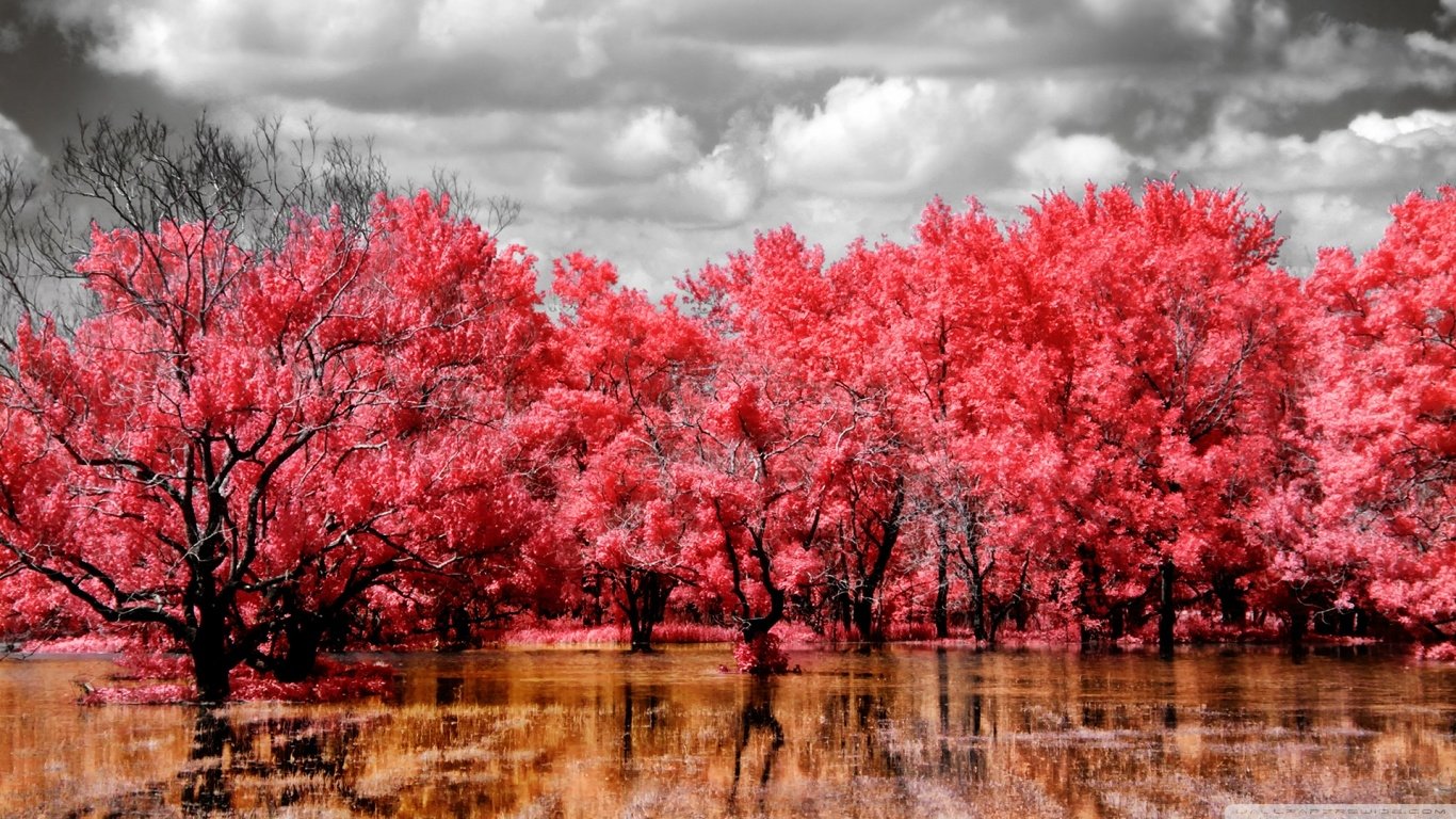 A vibrant swamp scene with bright red trees reflected in calm water under a cloudy sky, showcasing a striking natural landscape.