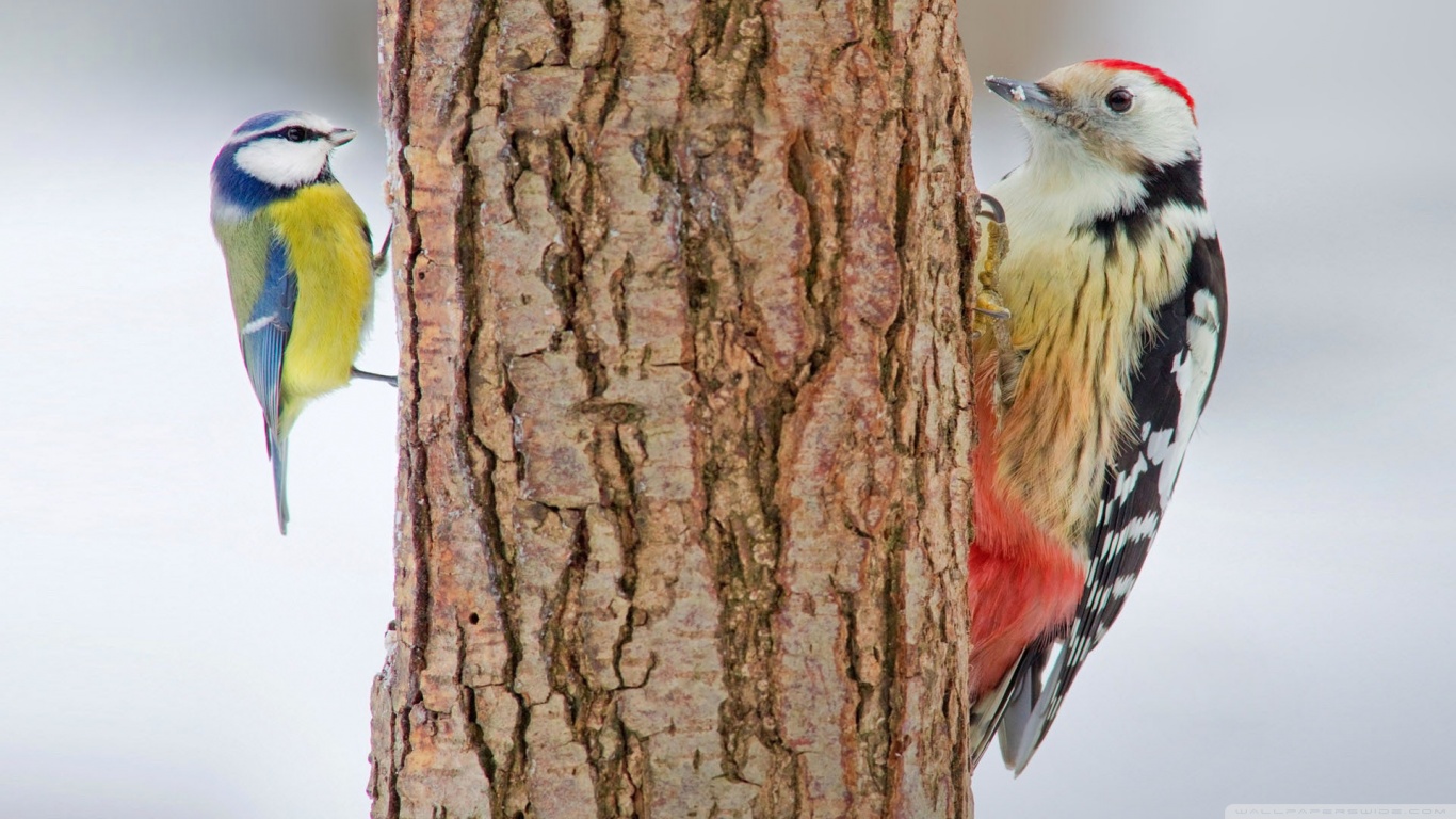 Woodpecker Picture