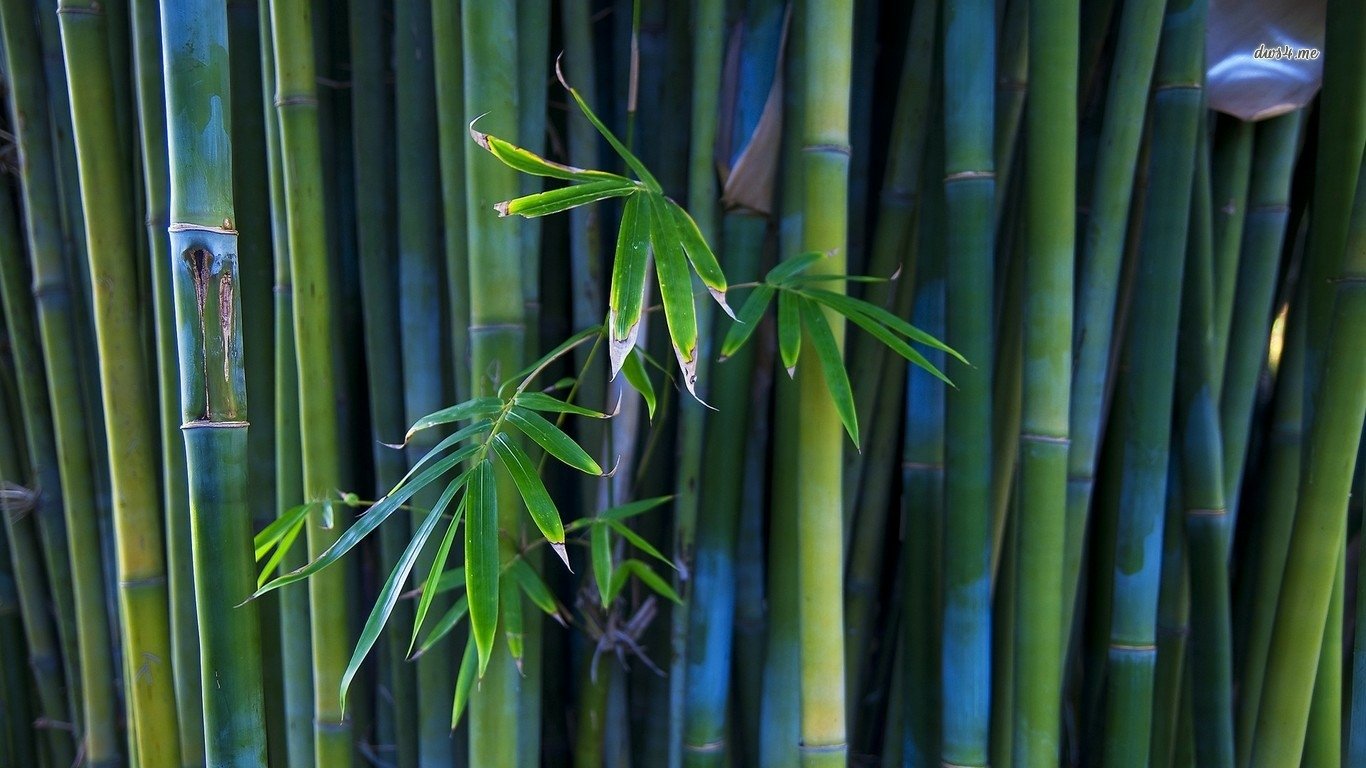 Nature scene of dense vertical green bamboo stalks with a small cluster of tender leaves.