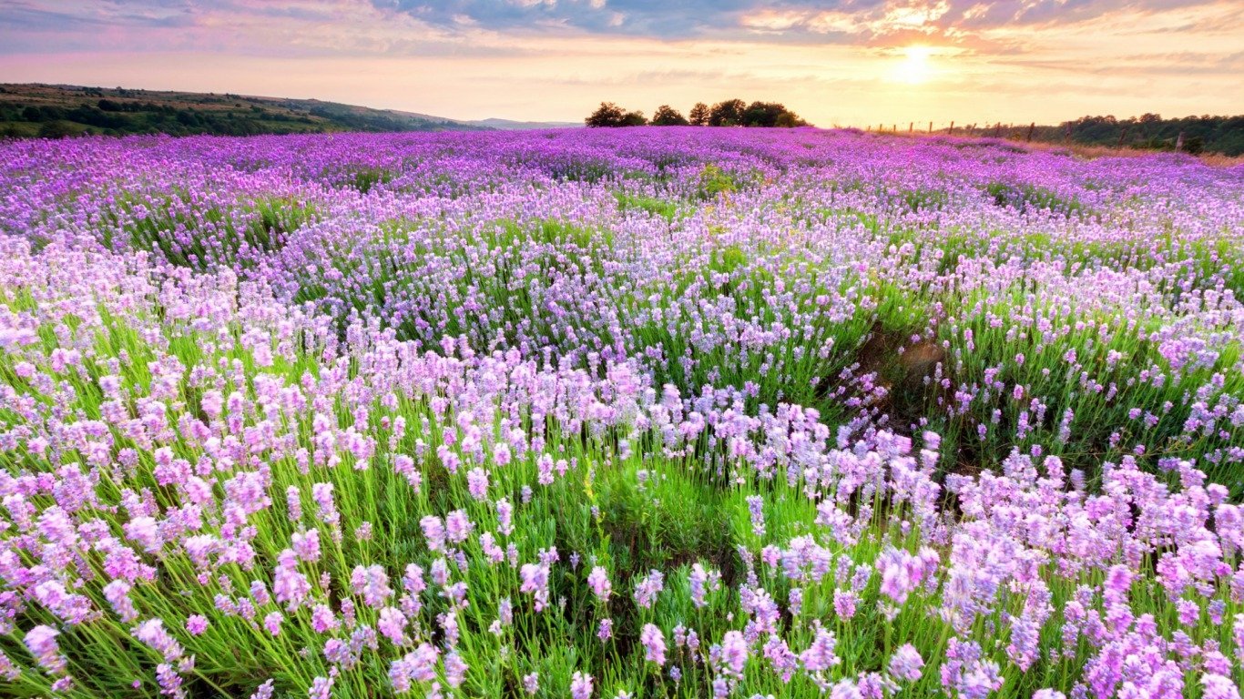 A vibrant field of lavender flowers stretches toward the horizon, bathed in warm sunlight under a colorful sky, showcasing the beauty of nature in full bloom.