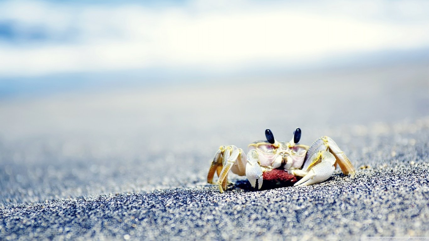 Animal crab Image