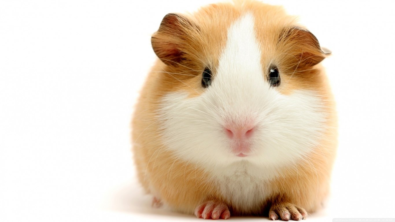 A cute guinea pig with a soft, orange and white fur coat sits directly facing the camera, showcasing its round face and small ears.