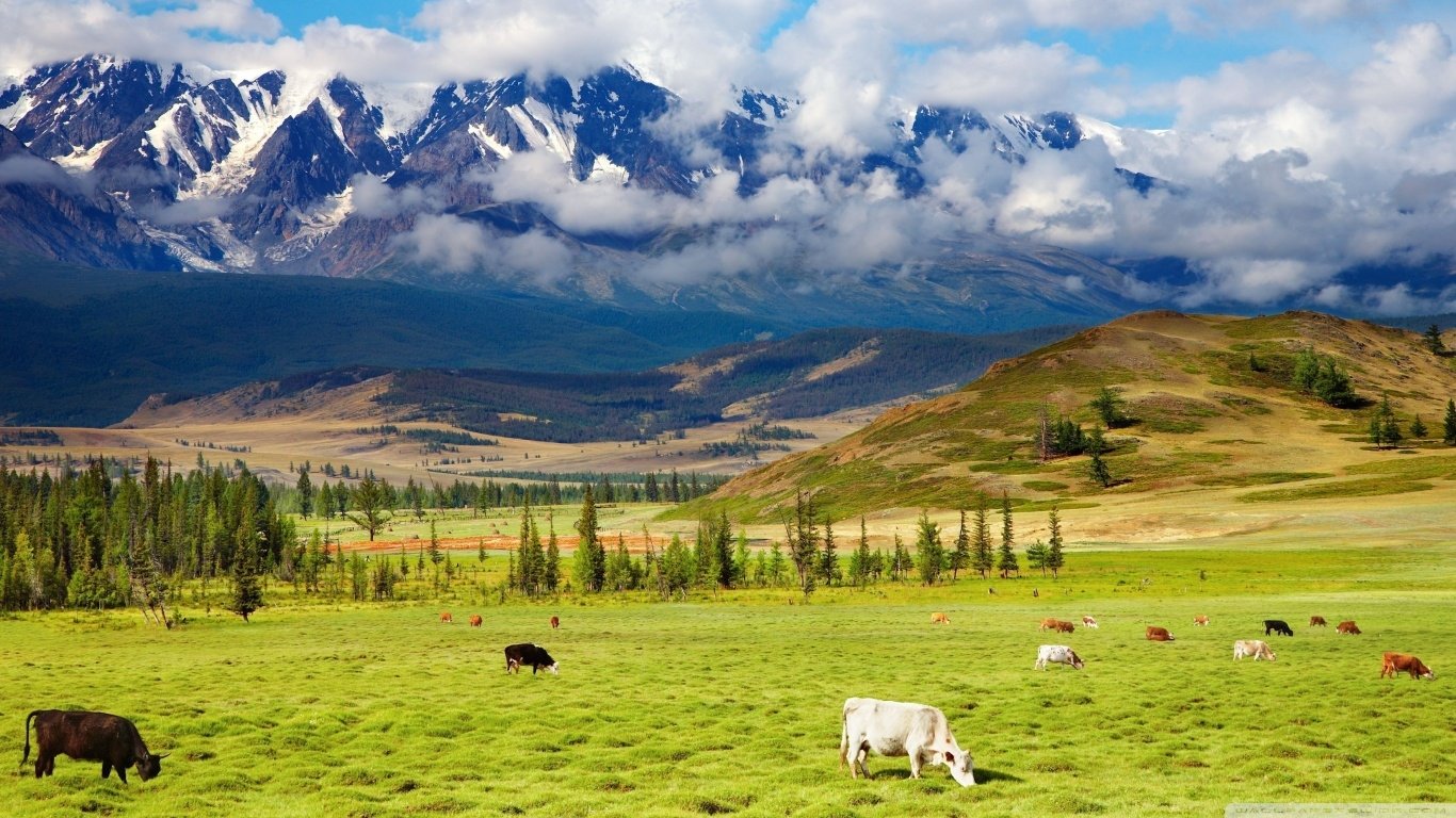 A herd of cows grazes on a green meadow with tall trees and snow-capped mountains under a partly cloudy sky.