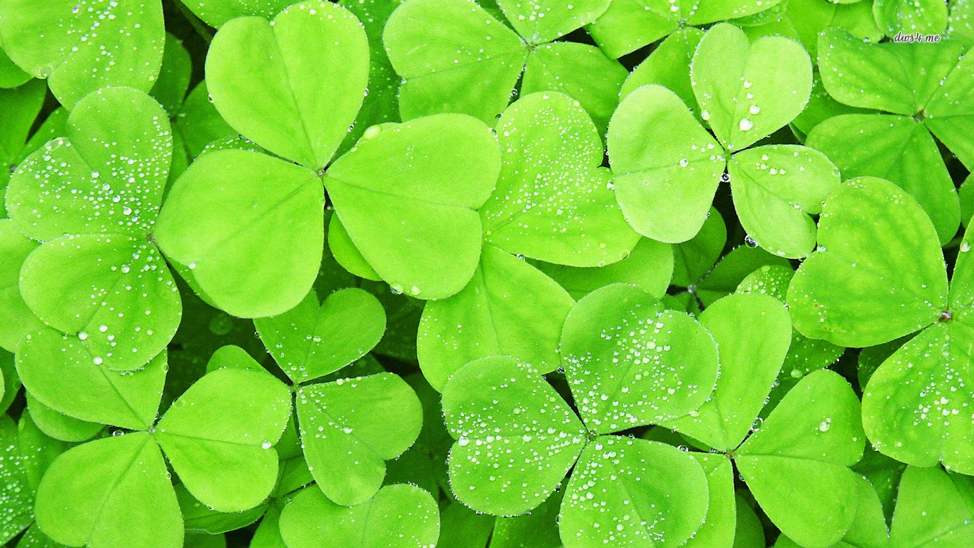 nature clover Image