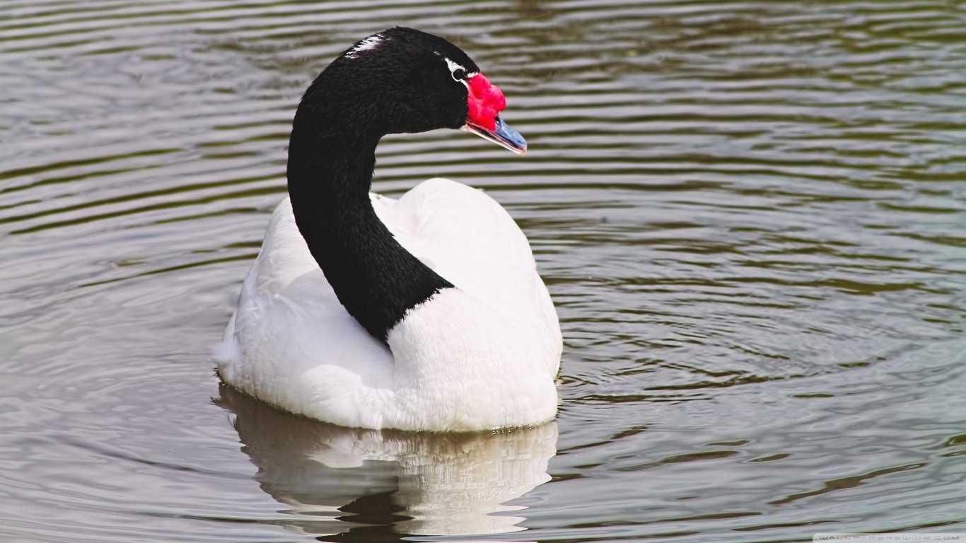 bird Animal black-necked swan Image