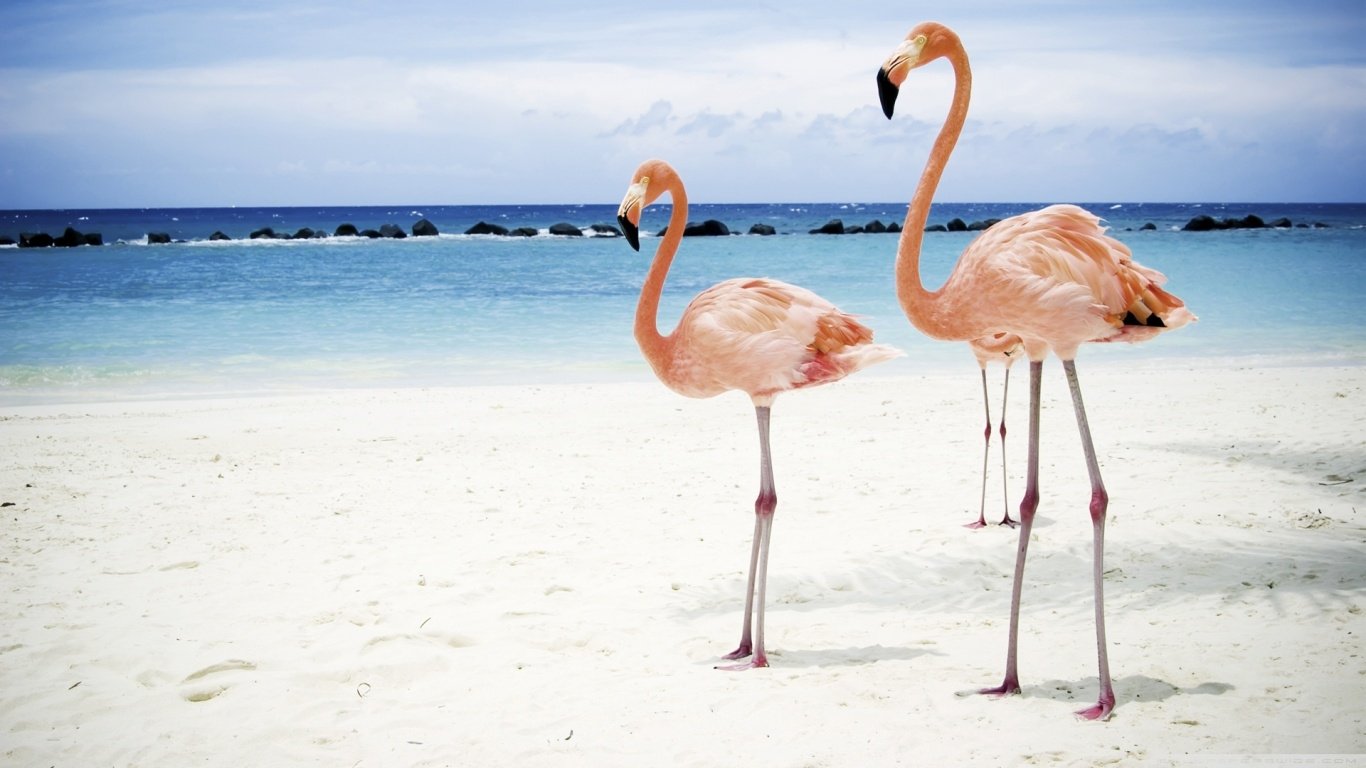 Two flamingo birds stand on a white sandy beach with a calm blue ocean and cloudy sky in the background.
