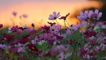Preview Image 574071
