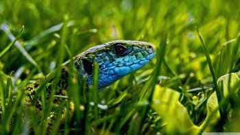 Preview Image 574491
