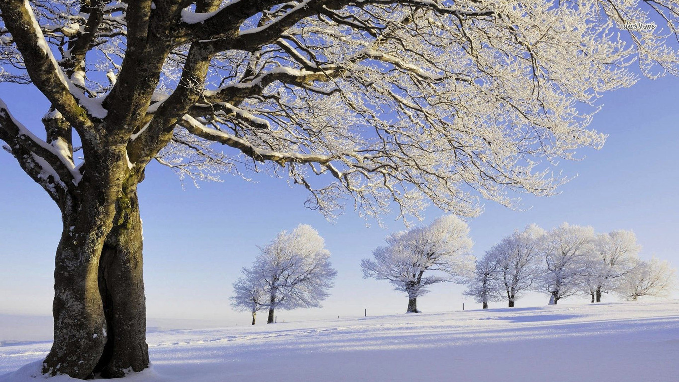 Winter Picture