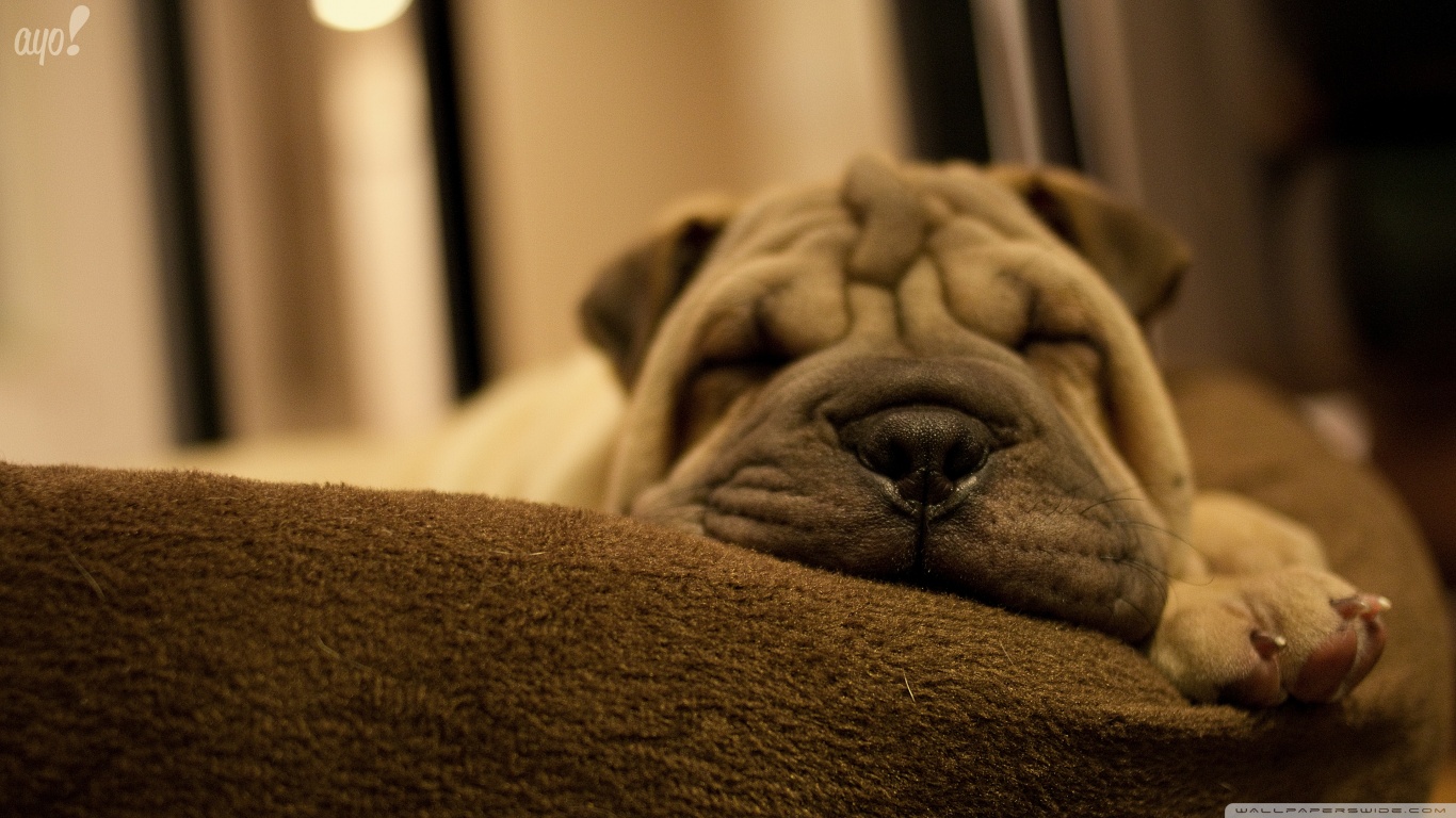 shar pei Picture