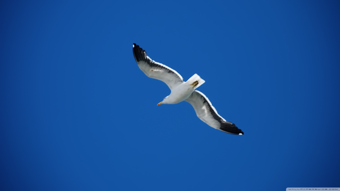Seagull Picture