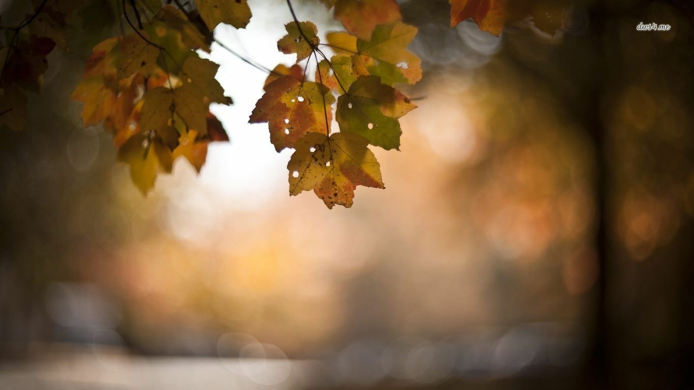 Download Nature Leaf Image