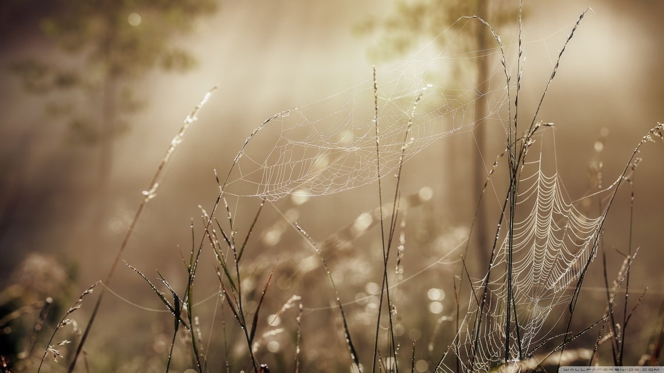 A close-up photograph of a delicate spider web glistening in soft morning light, surrounded by lush grass and a misty background that enhances the serene atmosphere.