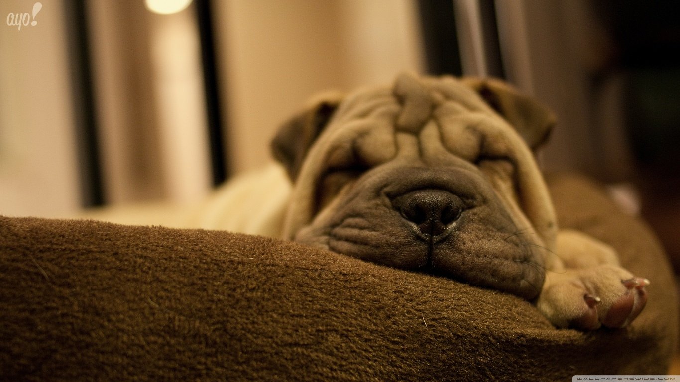 A Shar Pei dog with characteristic wrinkled skin resting its head on a brown surface in a warmly lit indoor setting.