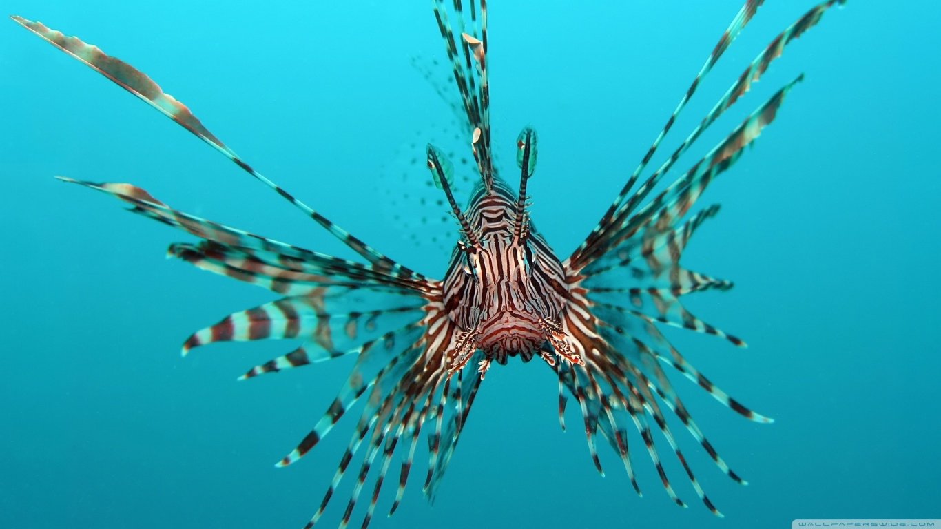 fish Animal lionfish Image