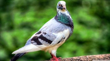 Preview Image 575699