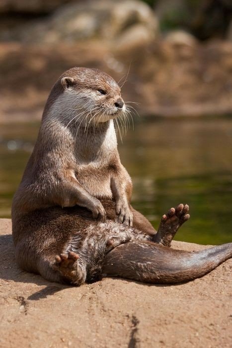  otter sitting on sand