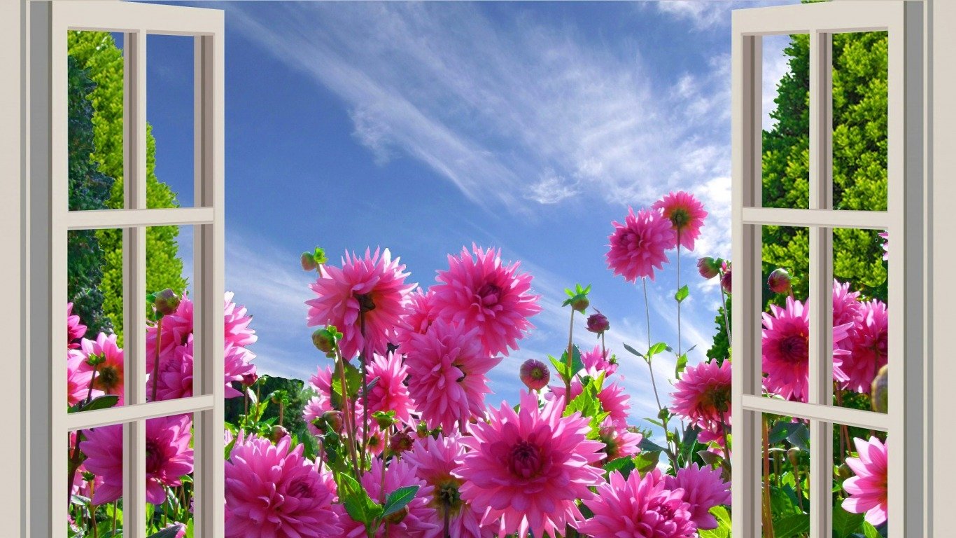 Nature's Bloom: A Floral View from the Window