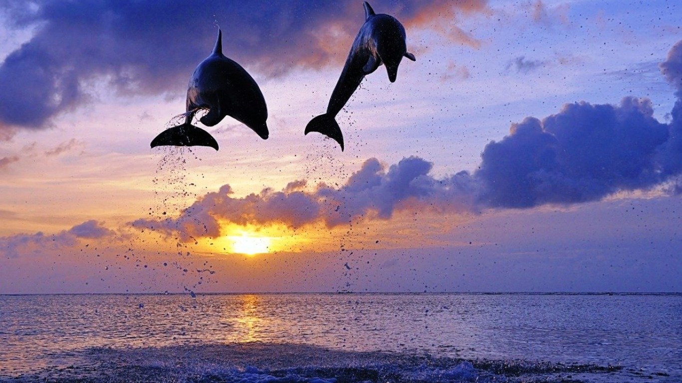 Two dolphins leap gracefully above the shimmering ocean as the sun sets, casting a golden glow across the water and illuminating the colorful sky.