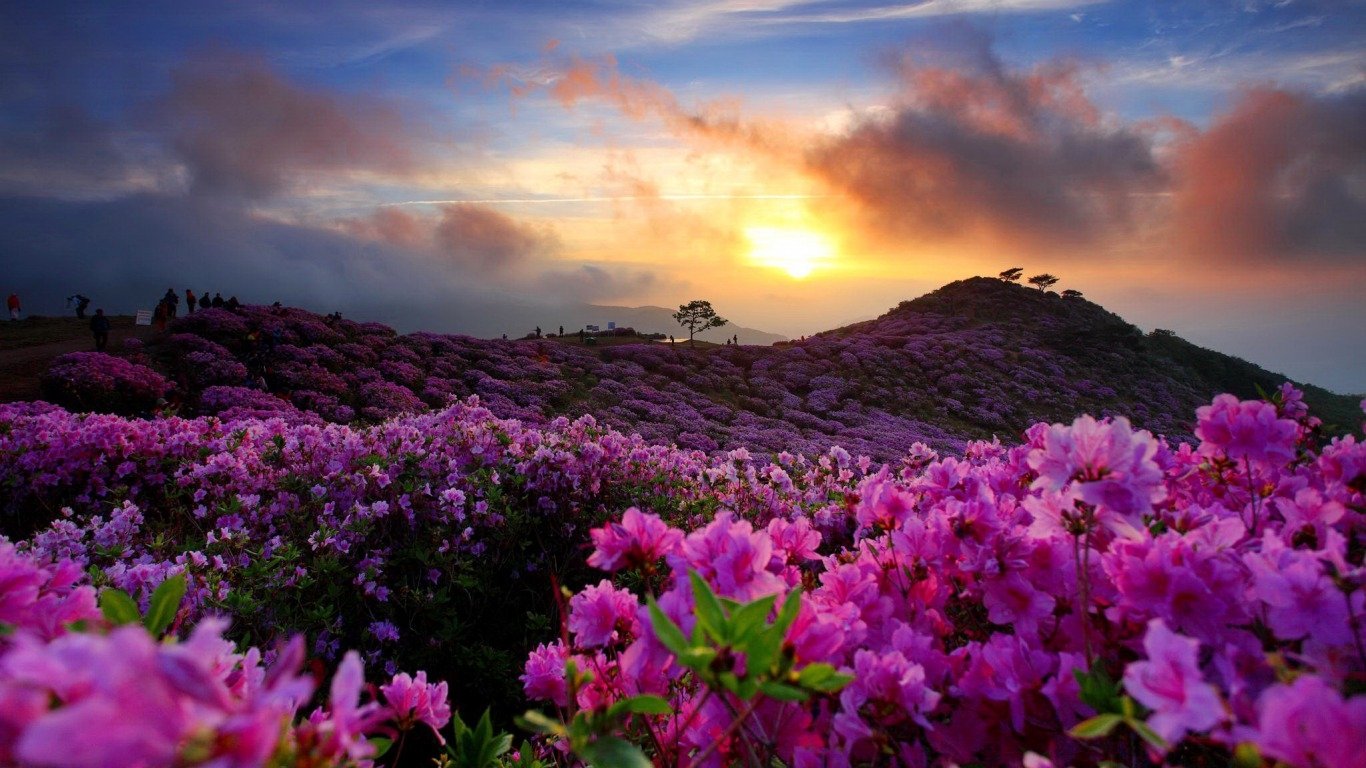A breathtaking sunrise illuminates a vibrant field of azaleas in Korea, showcasing nature's beauty with pink blooms against a serene sky.