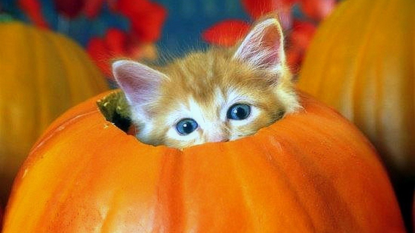 Adorable Kitten in a Pumpkin Perfect for Halloween