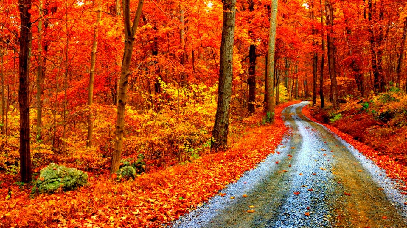 A winding gravel road leads through a vibrant autumn forest, where trees burst with shades of orange, red, and yellow, blanketing the ground in fallen leaves.