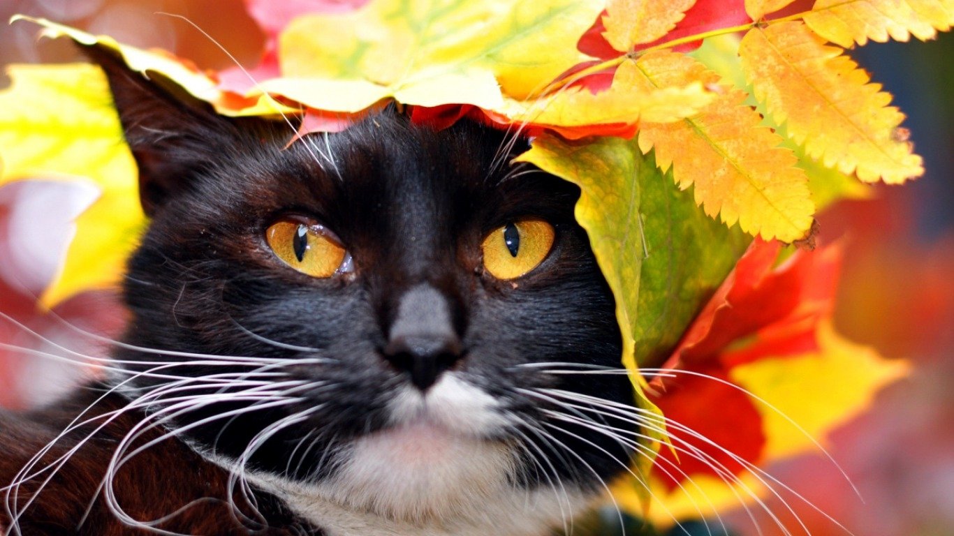 A black and white cat with striking orange eyes poses playfully, adorned with colorful fall leaves, capturing the essence of autumn.