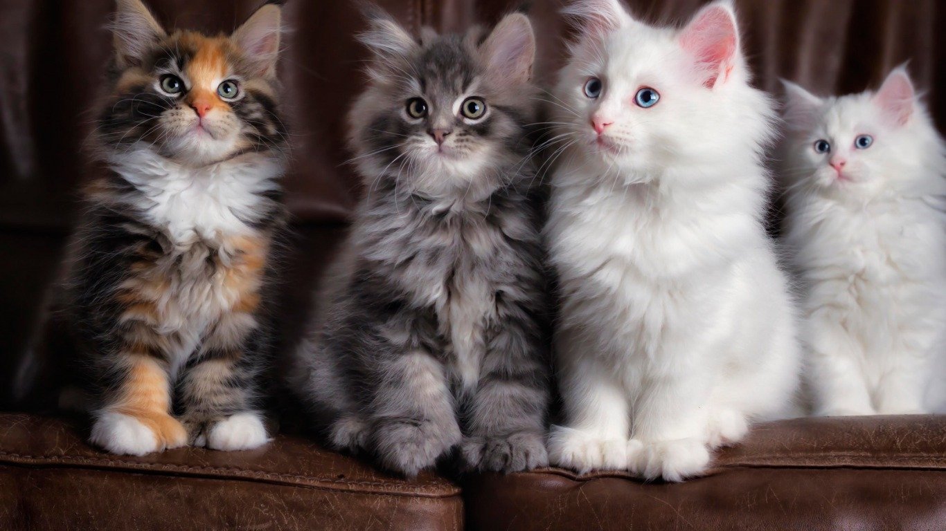 Four adorable kittens sit side by side on a sofa, showcasing their fluffy fur and curious expressions, exuding cuteness and charm.