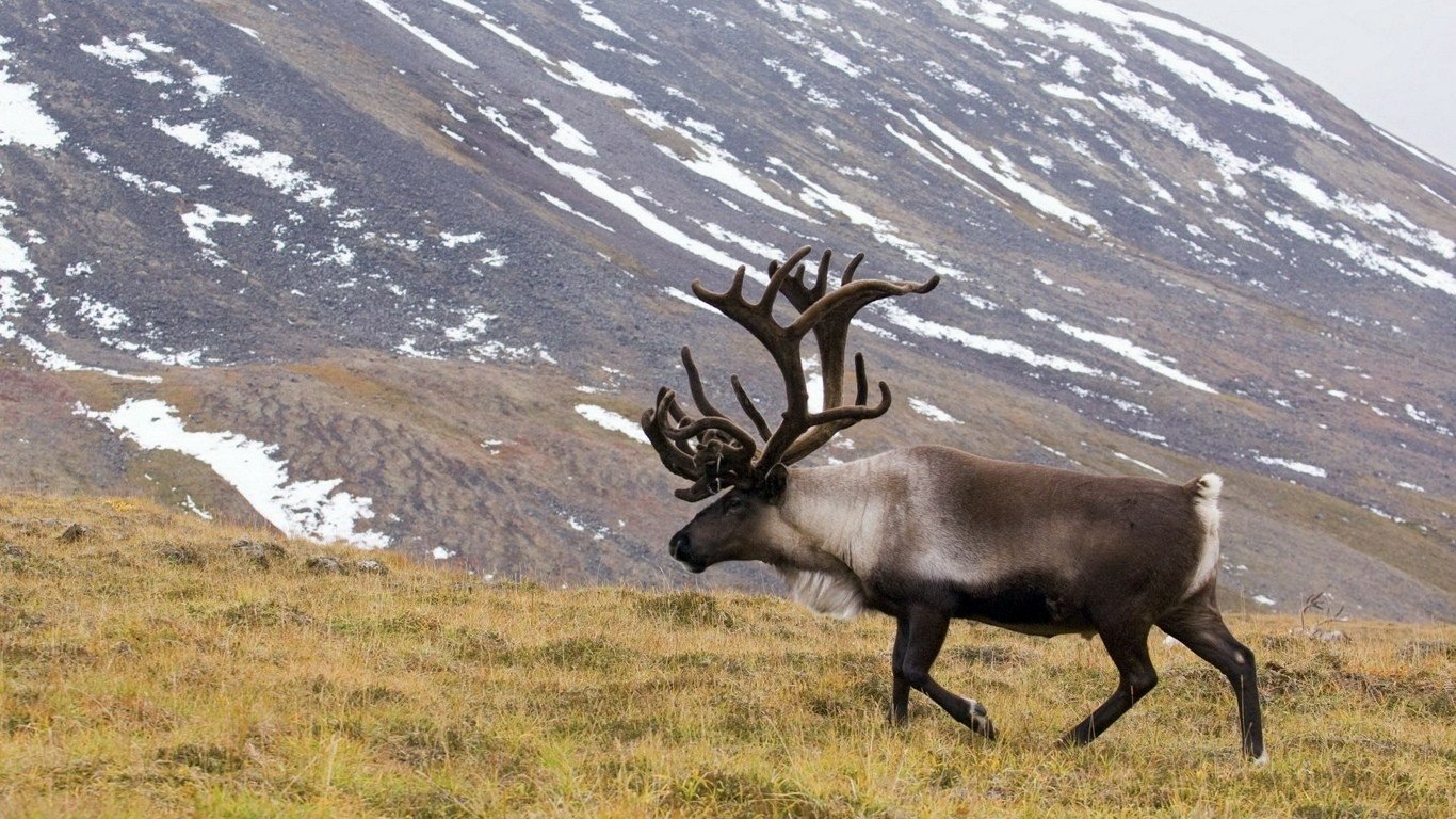 A wild elk animal strides across golden tundra with snow-dusted mountains rising behind it.
