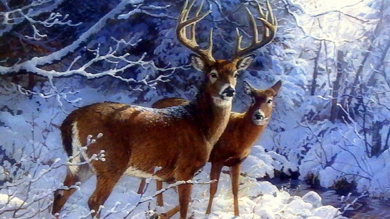 A pair of deer stand together in a winter landscape, surrounded by snow and frosted branches, showcasing the serene beauty of the season.