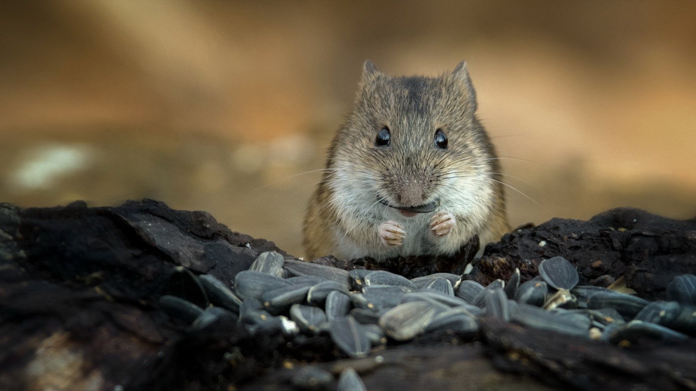 Animal mouse Image