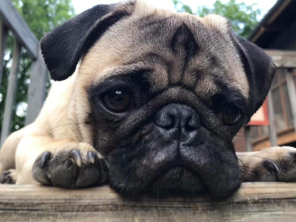 Pug - Desktop Wallpapers, Phone Wallpaper, PFP, Gifs, and More!