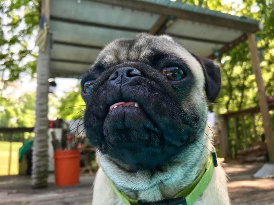 pug Image