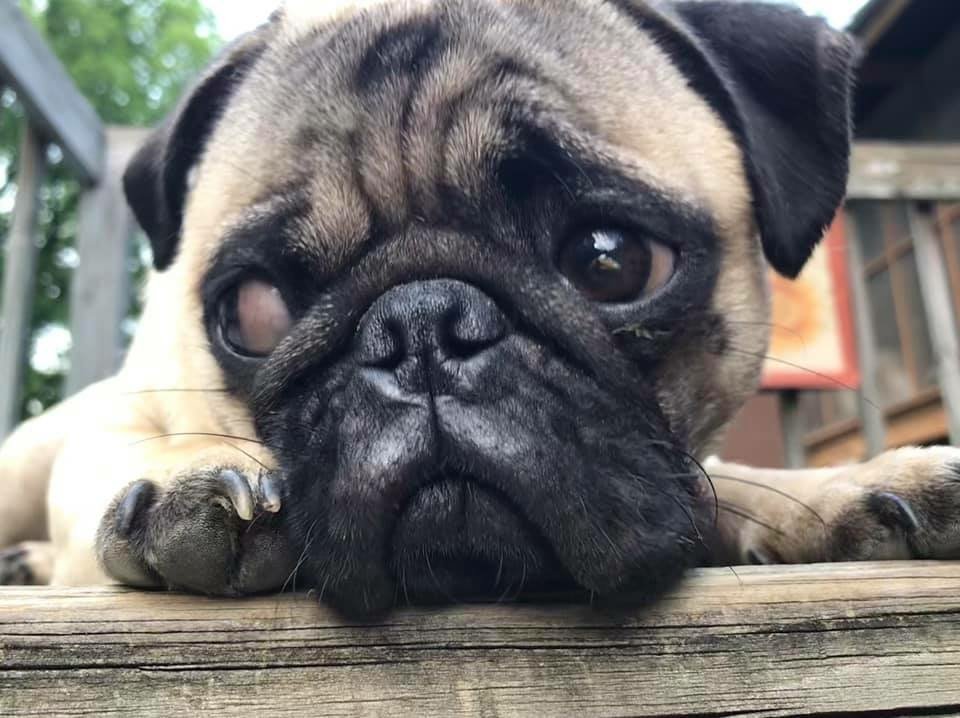 pug Image
